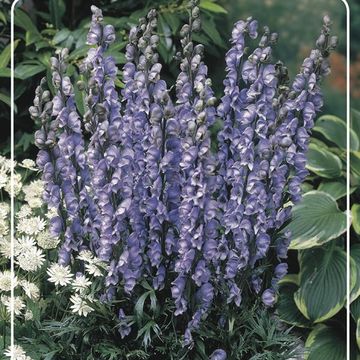 Aconitum MIX