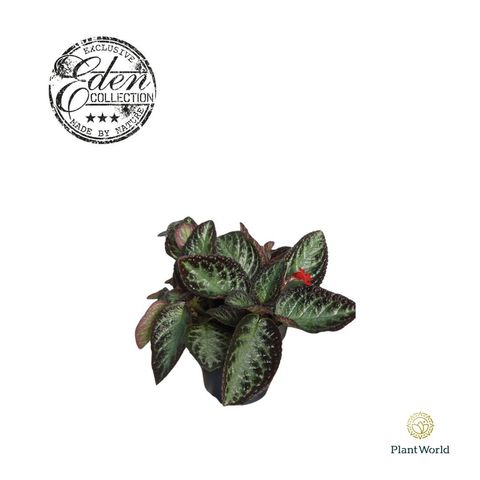 Episcia cupreata 'Silver Screen'