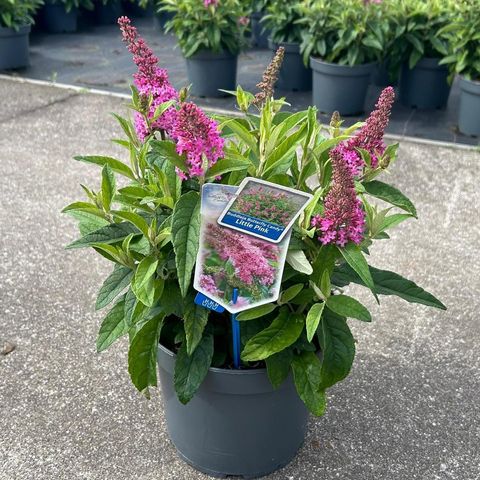 Buddleja davidii BUTTERFLY CANDY LITTLE PINK