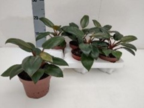 Philodendron 'Red Congo'