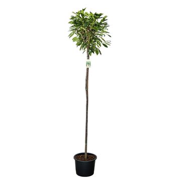 Prunus laurocerasus 'Caucasica'