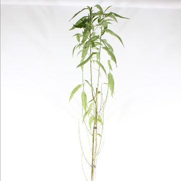 Prunus persica TAOFLORA RED