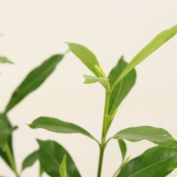 Gardenia jasminoides SWEET HEART