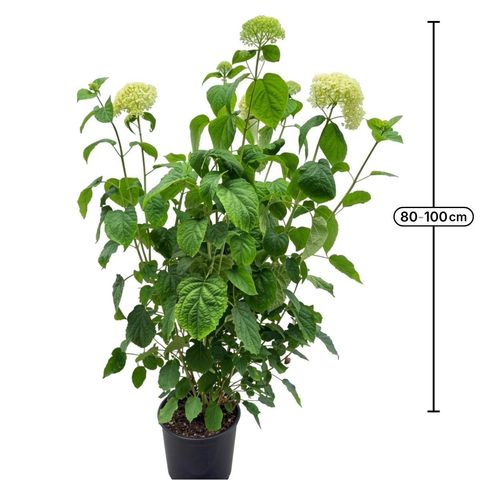 Hydrangea arborescens STRONG ANNABELLE / INCREDIBALL