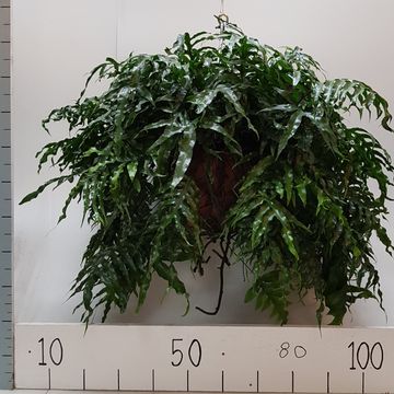 Microsorum diversifolium