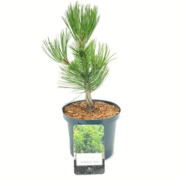 Pinus heldreichii 'Compact Gem'