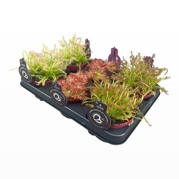 Drosera MIX