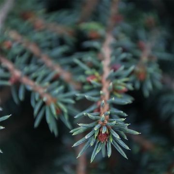 Picea abies 'Nidiformis'