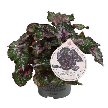 Begonia BELEAF ALASKA CREEK