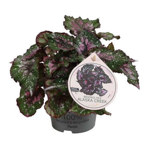 Begonia BELEAF ALASKA CREEK