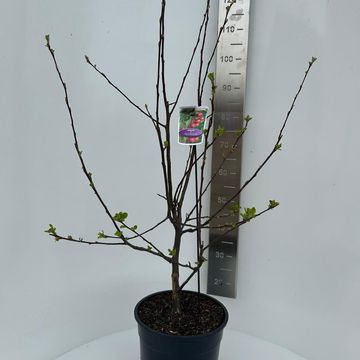 Malus 'Red Sentinel'