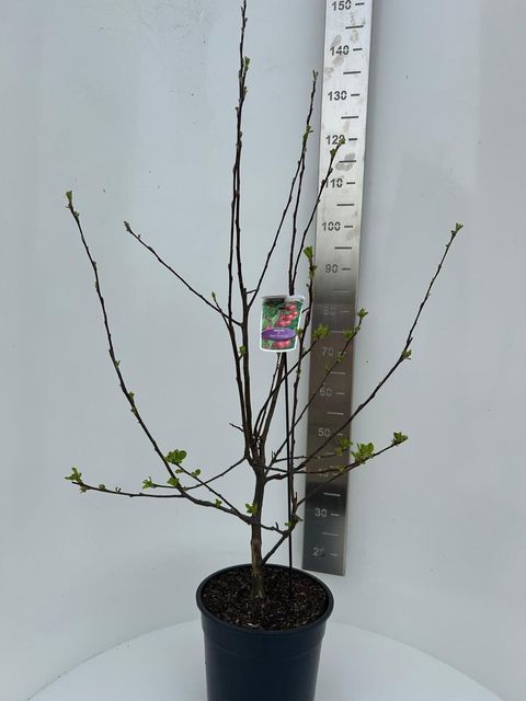 Malus 'Red Sentinel'