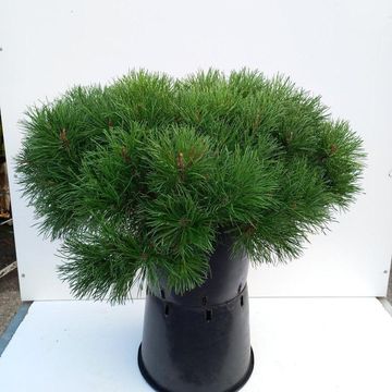 Pinus mugo mugo