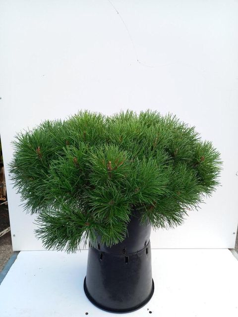 Pinus mugo mugo