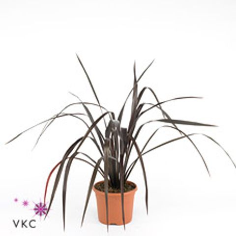 Phormium cookianum 'Black Adder'