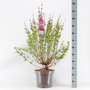 Syringa TINKERBELLE