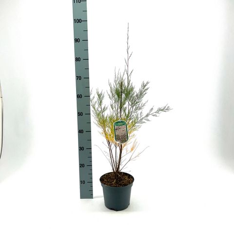 Tamarix ramosissima 'Hulsdonk White'