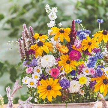 Съедобные цветы MIX СЪЕДОБНЫЕ ЦВЕТЫ MIX