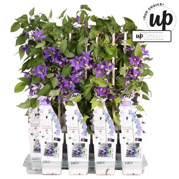 Clematis OLYMPIA