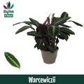 Calathea warscewiczii