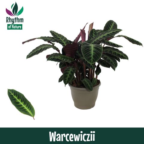Calathea warscewiczii
