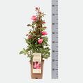 Rosa GARTENPRINZESSIN MARIE-JOSÉ