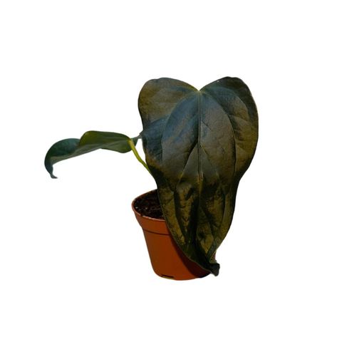 Anthurium 'Queen of Hearts'