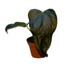 Anthurium 'Queen of Hearts'