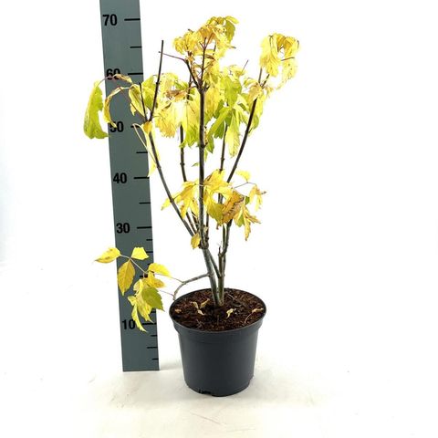 Acer negundo 'Kelly’s Gold'