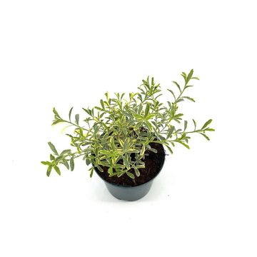 Eriostemon myoporoides GOLD TOUCH