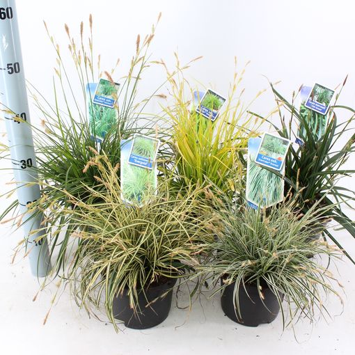 Grasses  MIX (About Plants Zundert BV)