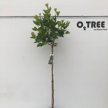 Platanus x hispanica 'Alphen's Globe'