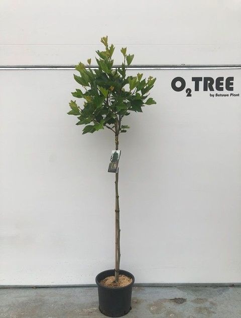 Platanus x hispanica 'Alphen's Globe'