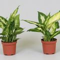 Dieffenbachia MIX