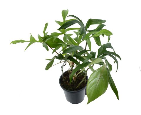 Philodendron pedatum 'Glad Hands'