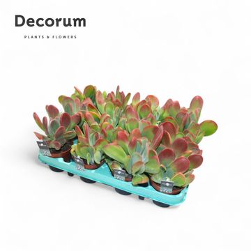 Kalanchoe luciae 'Oricula'