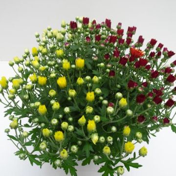 Chrysanthemum MIX IN POT