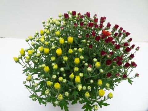 Chrysanthemum MIX IN POT