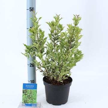 Osmanthus heterophyllus 'Variegatus'