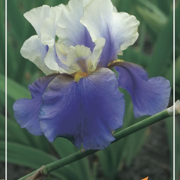 Iris GERMANICA MIX