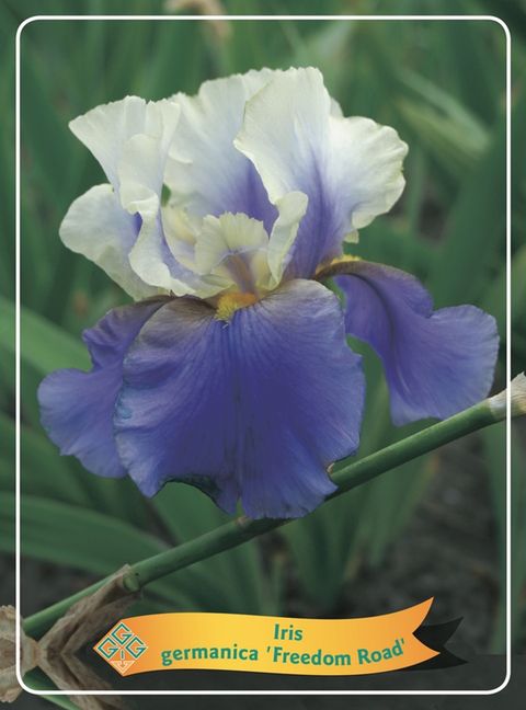 Iris GERMANICA MIX