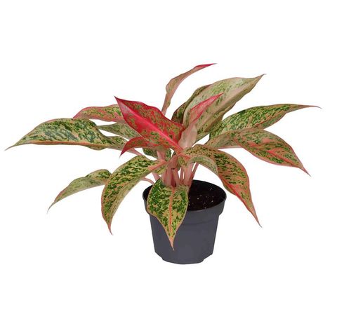 Aglaonema 'Prosperity'