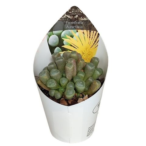 Fenestraria aurantiaca