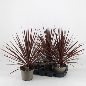 Cordyline australis 'Red Sensation'