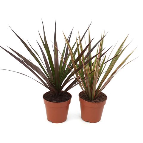 Dracaena MIX