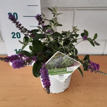 Buddleja BLUE CHIP JR.