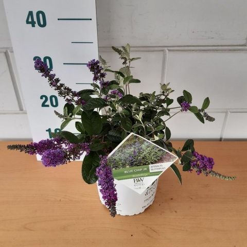 Buddleja BLUE CHIP JR.