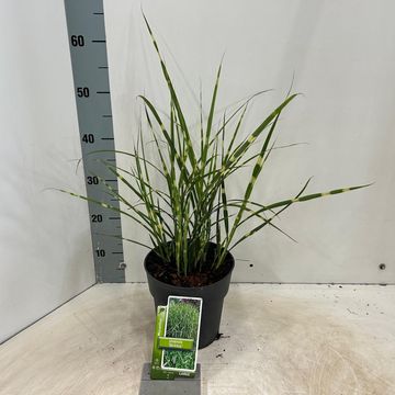 Miscanthus sinensis 'Strictus'