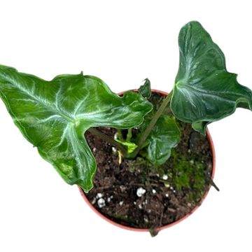 Alocasia 'Teletubbies'