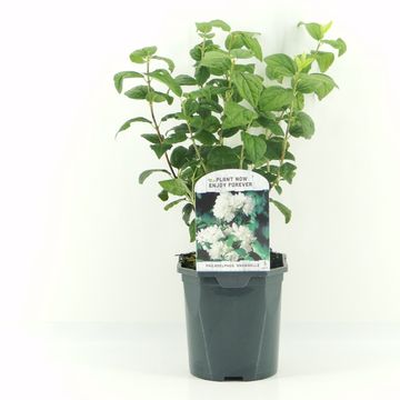 Philadelphus 'Snowbelle'